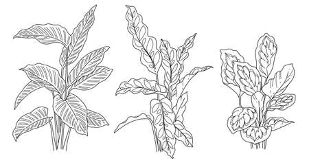 Black and white hand drawn sketch of tropical plant illustration vectorのイラスト素材