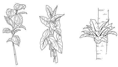 Black and white hand drawn sketch of plant illustration vector elementのイラスト素材