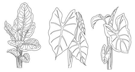 Black and white and drawn illustration vector of plant element. Branch of a tree with leaves.のイラスト素材