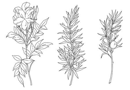 Set of black and white flowers and plants illustration vector. Jasminum and Juniper illustration vector.のイラスト素材
