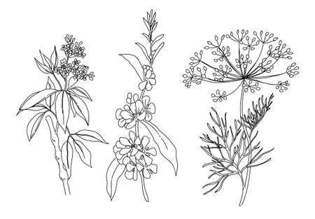 Hand drawn set of black and white flower and plant elementsのイラスト素材