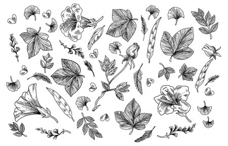 Black and white hand drawn floral elementのイラスト素材