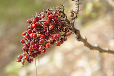A cluster of bright red berries found in October in southern Illinois.の写真素材