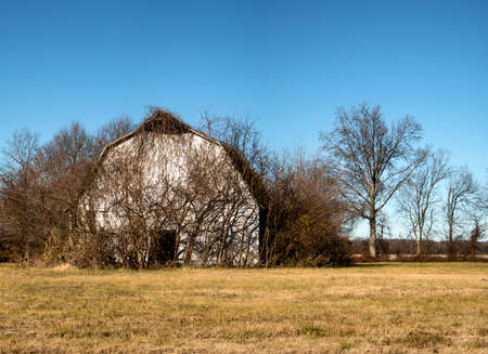 Front view of an abandoned vine covered barn taken in the winter. This building is being slowly reclaimed by nature and will be nothing but a pile of broken timbers and vines in just a few more years.の写真素材