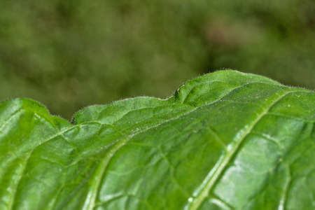 Detail of edge of a young burley tobacco leaf.  The leaves are not only sticky, but have small hairs...