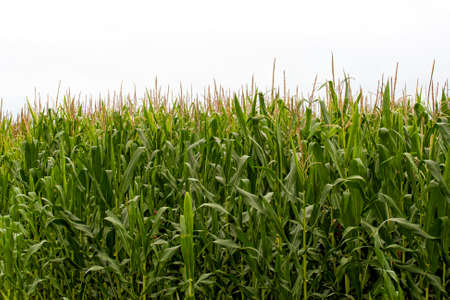 Eye level view of corn at tassel stage in early July.  Corn is wind pollinated with the pollen being produced on the spiky tassels at the top of the plant.  On the forming ears below, each silk must be pollinated in order to produce a kernel of corn. Lookの写真素材