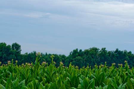 Tobacco plants are ready to be "topped" - that is, remove the flower spike by hand so that all of the plants energy goes into producing leaves.  At this stage, which begins in late July in western Kentucky, most of these plants are about shoulder height.の写真素材