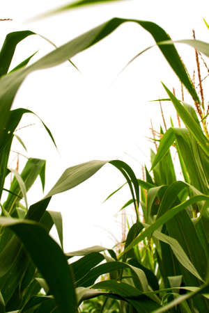 Looking skyward through field corn in the tassel stage. Pollen is produced on the spiky tassels and pollinates the silks. Each pollinated silk produces one kernel of corn.  Corn is wind pollinated, so even garden corn is best planted in blocks, not singleの写真素材