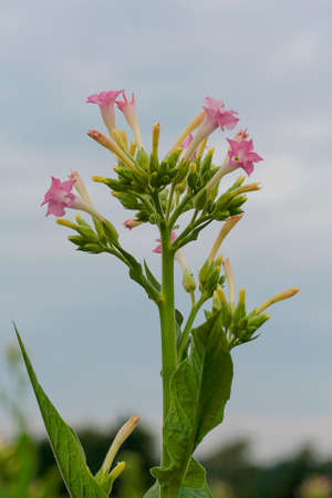 A lovely cluster of pink flowers atop a western Kentucky tobacco plant in late July.  As these flowers appear they are cut or broken off by hand so that the plant produces larger, more robust leaves.  Tobacco growing is a highly labor intensive project.の写真素材