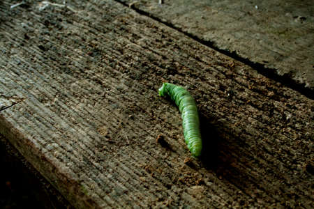 A tobacco worm left on the wagon after unloading the tobacco into the curing barn.  This one was nearly as long as my hand and big around as my thumb.  They are a beautiful bright green and can do untold damage in the tobacco patch as they have a voraciouの写真素材