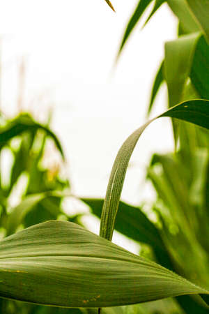 Looking skyward through the corn in western Kentucky.  In July when the corn is in the tassel stage, you can smell the wonderful aroma everywhere.の写真素材