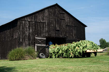 A flatbed wagon loaded with tobacco on sticks which will be handed up into the rafters of this barn for air curing.  The workers climb into the rafters and then hand the sticks up to each other till the barn is full from the top down. August in western Keの写真素材