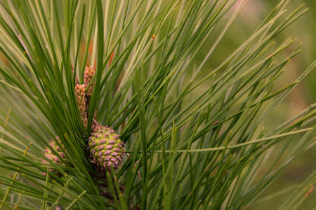 Young pine cones just beginning their summers growth.の写真素材