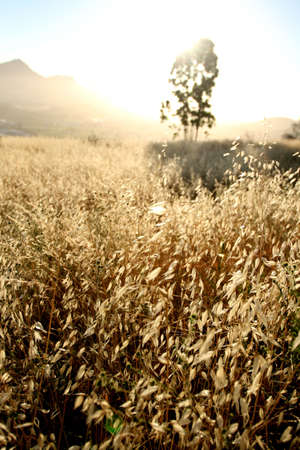Grass Illumination