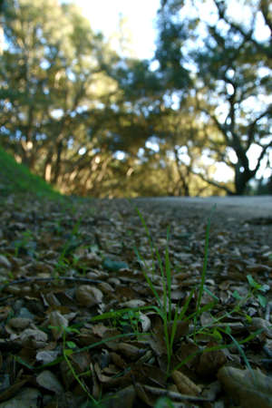 Ground grassの写真素材