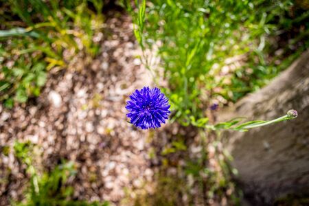 Purple Flower in the Woodsの写真素材