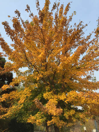Autumn tree