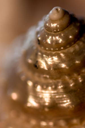 dreamy and pearly spiral sea shellの写真素材
