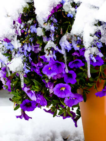 potted petunias covered with snowの写真素材