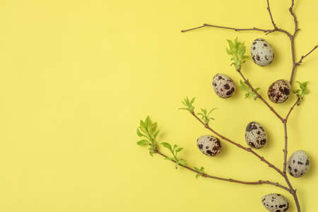 Decorative composition - quail eggs and a spring branch on a delicate yellow background. The concept of celebrating Easter, greeting card, dietary nutrition. Top view, flatly.の写真素材