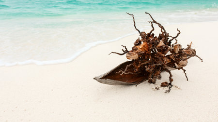 a dried coconut palm flower on a Maldivian white sandy beach against the background of the Indian...