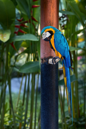 macaw parrot blue yellow color, sitting on a branch against a background of tropical greeneryの写真素材
