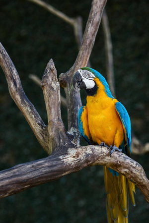 macaw parrot blue yellow color, sitting on a branch against a background of tropical greeneryの写真素材
