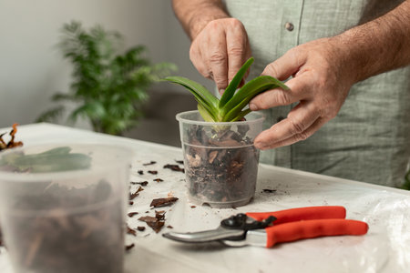 The hands of an adult man are pruned and transplanted indoor phalaenopsis orchids at home. Spring care of the home garden. selective focusの写真素材