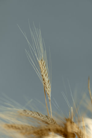 wheat ears filled with grain, cereals on a gray background, the concept of harvestingの写真素材