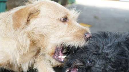 dog play
