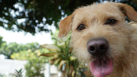 When Dog Camera