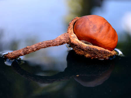 kastanje in waterの写真素材