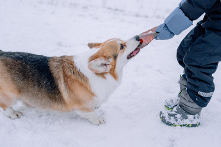 Corgi playing with a child in the snowの写真素材