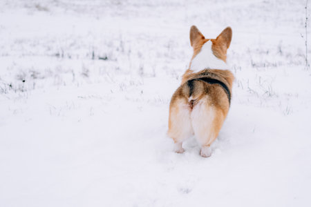 Corgi in the snowの写真素材