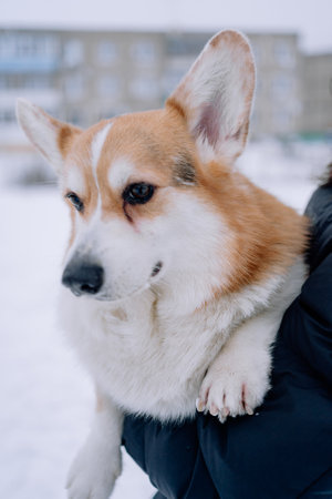 Corgi on hands close-up muzzleの写真素材