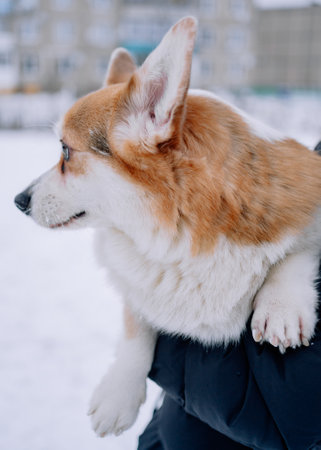 Corgi dog muzzle in profile close-up