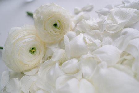 two white ranunculus on ranunculus petalsの写真素材