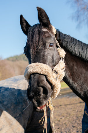 A brown horse chews hay and looks at the cameraの写真素材