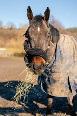 A brown horse chews hay and looks at the cameraの写真素材