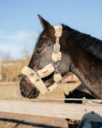 Brown horse in profile close-upの写真素材