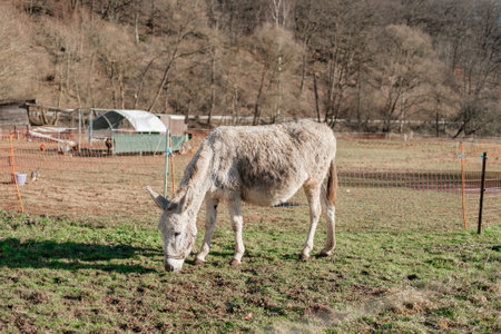 A white donkey eats grass in a field fencedの写真素材