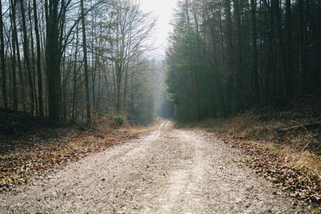 A long spring road in the forest, flooded withの写真素材