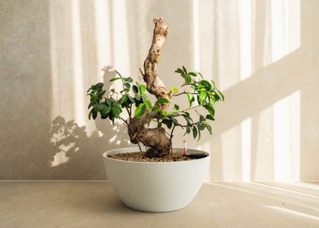 A ficus bonsai stands in a room with beams ofの写真素材