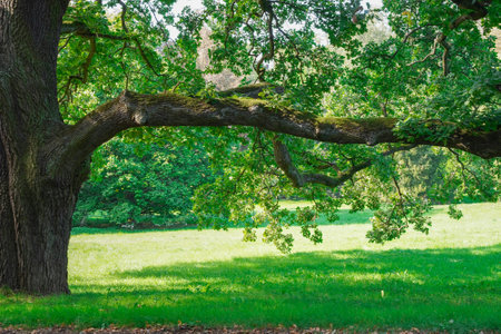 an old oak tree in summer in a green park with a