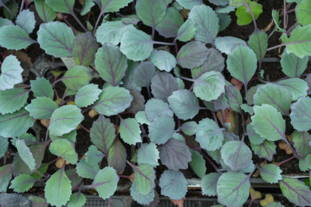 Young Cabbage Seedlings in Tray Ready for Plantingの写真素材