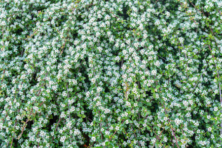 Dense White Flowering Bush with Green Leavesの写真素材