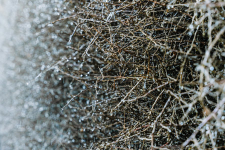 Raindrops on Twigs in Close-Up View During Rainの写真素材
