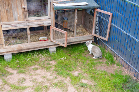 Rabbit Exploring Open Hutch in Garden Settingの写真素材