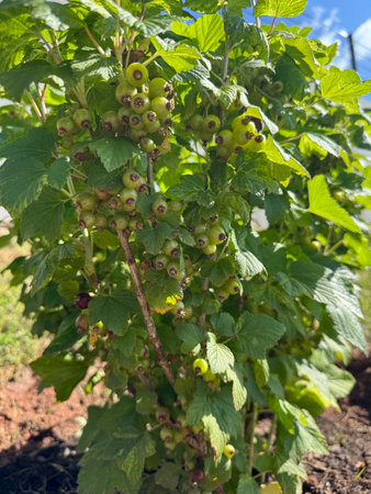 Green Currants Growing on Bush in Gardenの写真素材