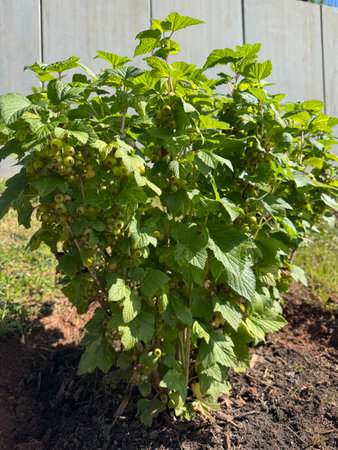 Blackcurrant Bush with Unripe Berries in Gardenの写真素材